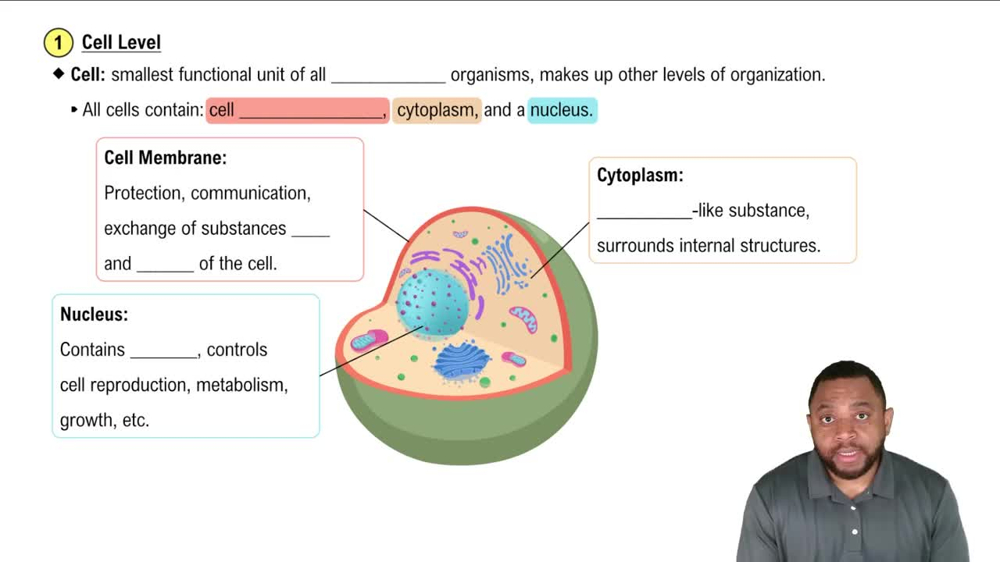 Cell Level Concept 2