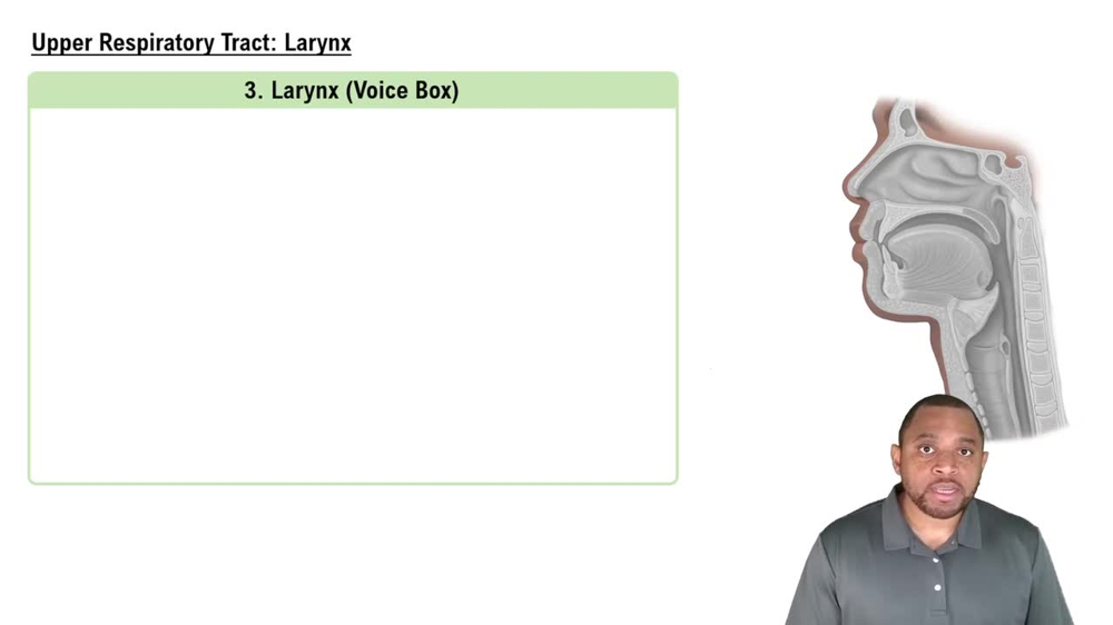 Upper Respiratory Tract: Larynx Concept 5