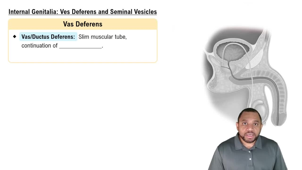 Internal Genitalia: Ves Deferens and Seminal Vesicles Concept 4