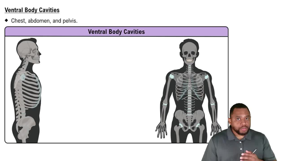 Ventral Body Cavities Concept 2