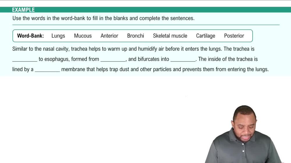 Lower Respiratory Tract: Trachea Example 5