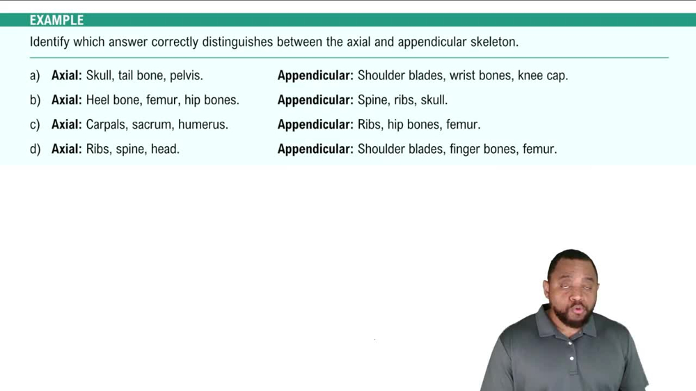Skeletal Organization Example 1