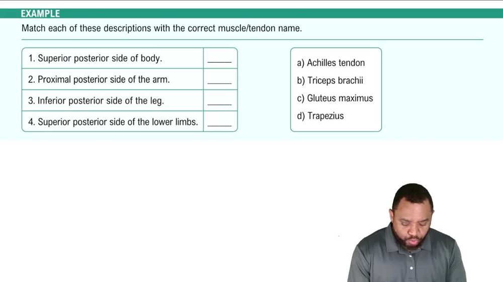 Major Skeletal Muscles: Posterior View Example 4