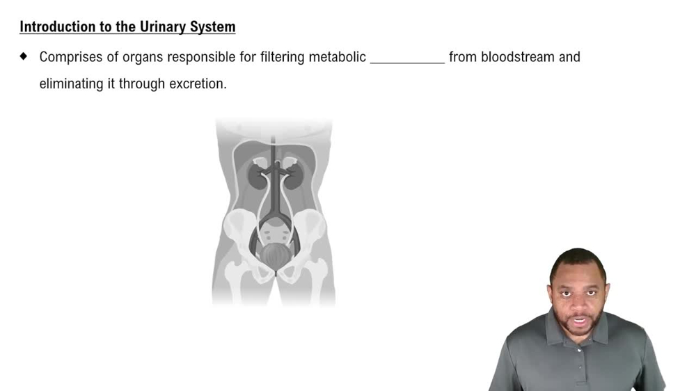 Introduction to Urinary System Concept 1