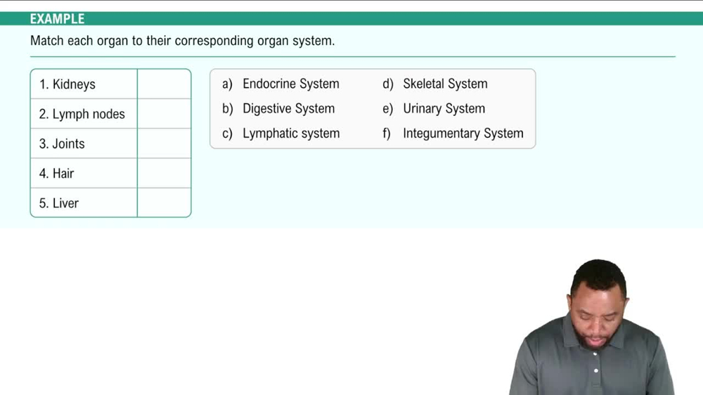 Organ System Level Example 3