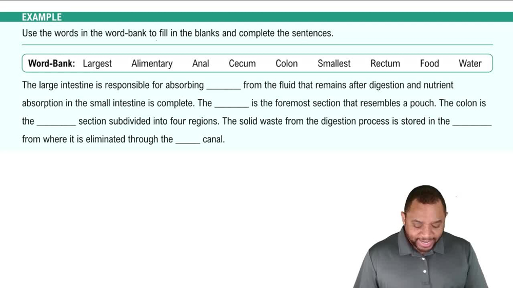 Large Intestine Example 5