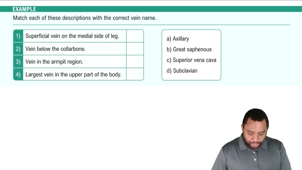 Major Veins Example 2