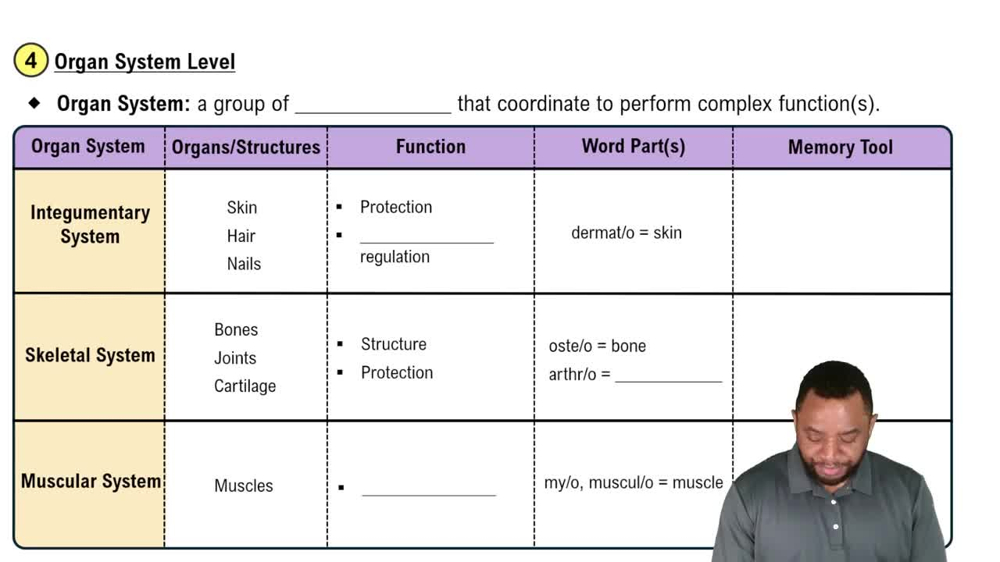 Organ System Level Concept 4