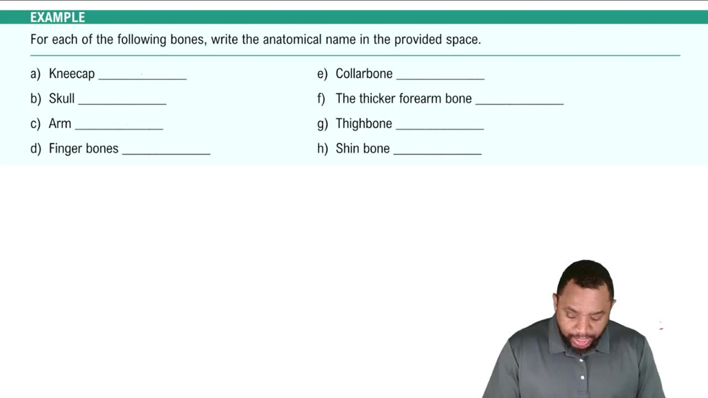 Major Bones of the Appendicular Skeleton Example 3