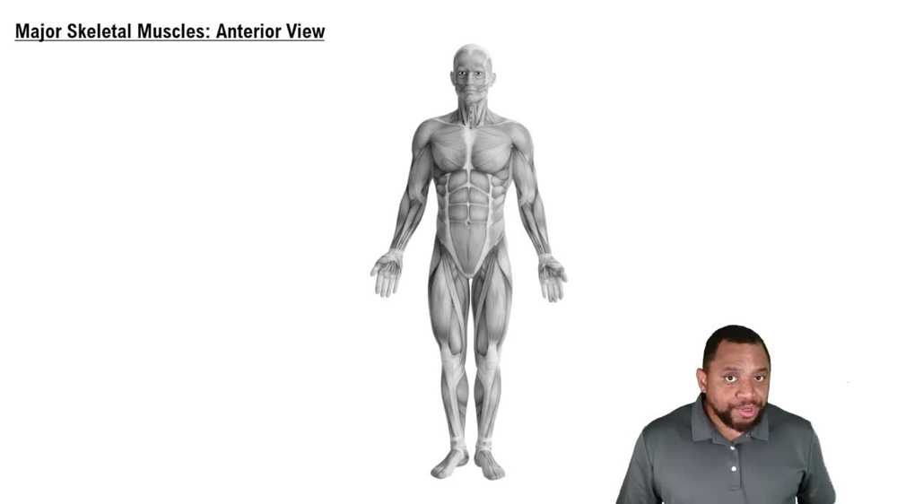 Major Skeletal Muscles: Anterior View Concept 3