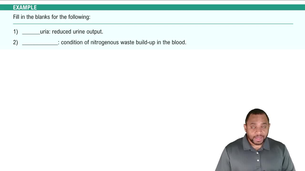 Urinary System Components, Functions and Pathology Example 1