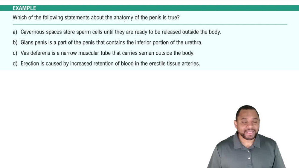 External Genitalia: Penis Example 2