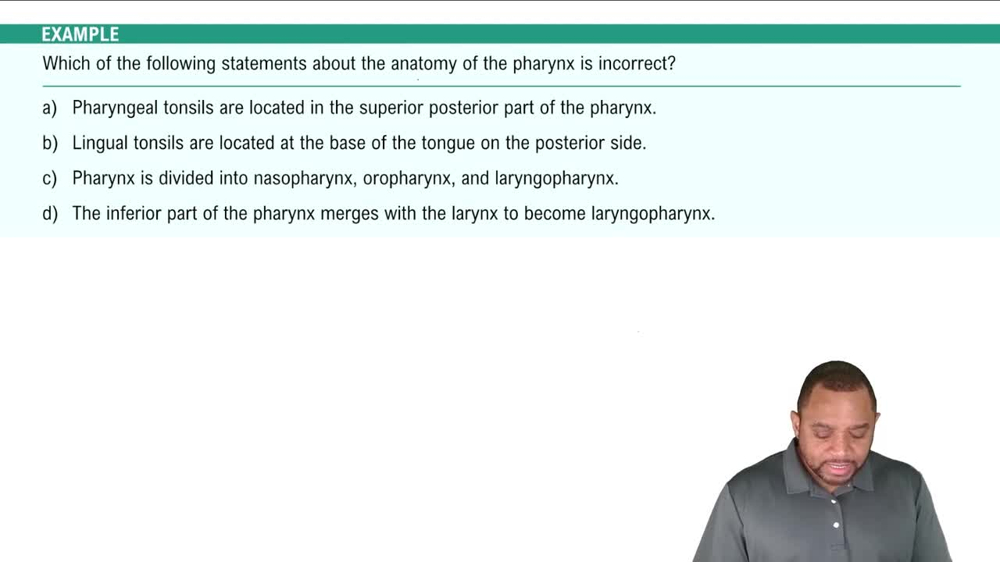 Upper Respiratory Tract: Pharynx Example 3