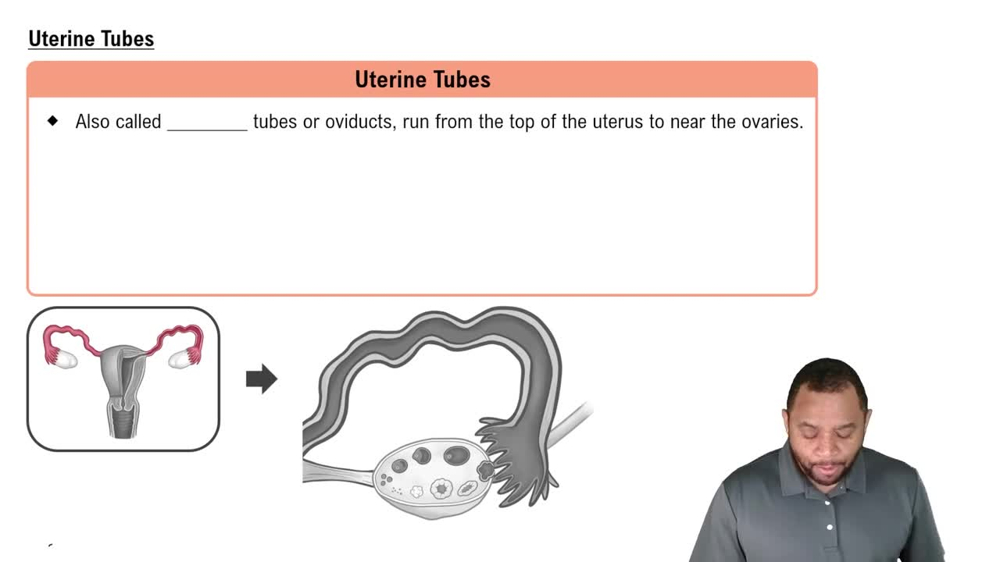 Uterine Tubes Concept 3