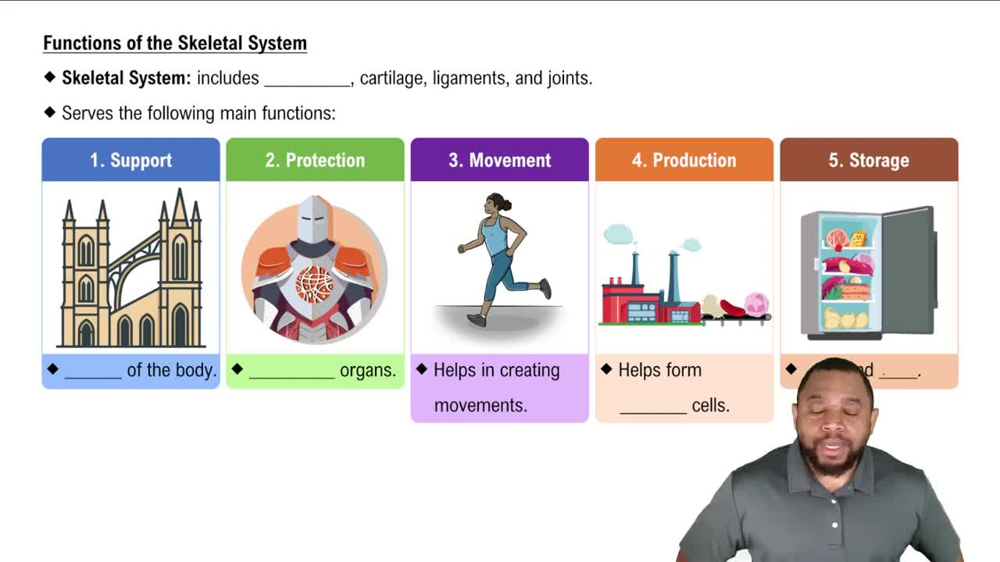 Functions of the Skeletal System Concept 1