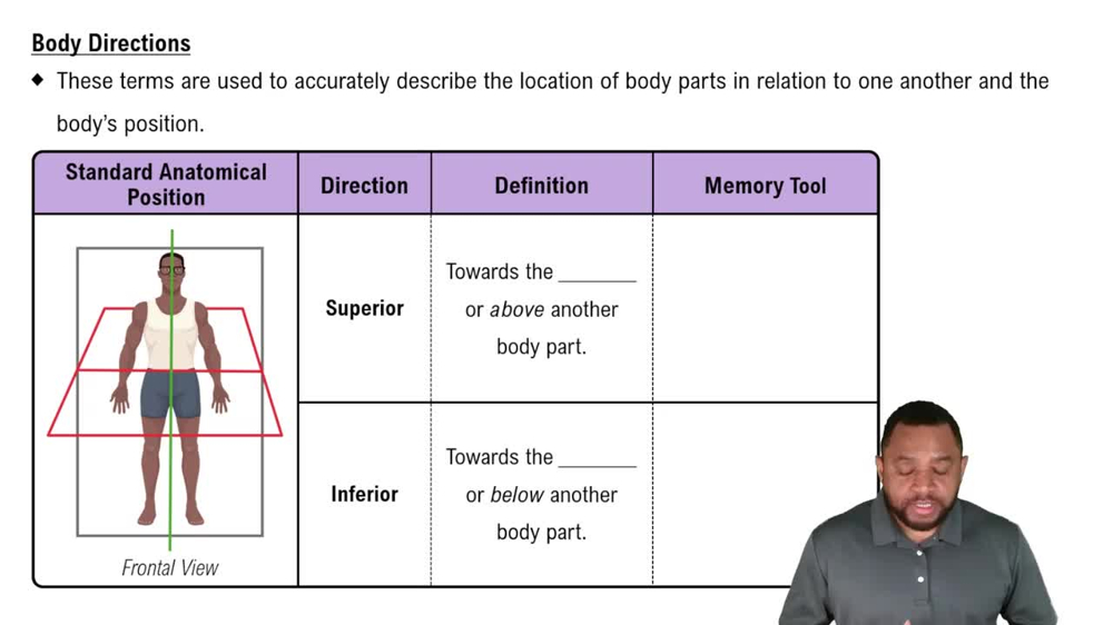 Body Directions Concept 2