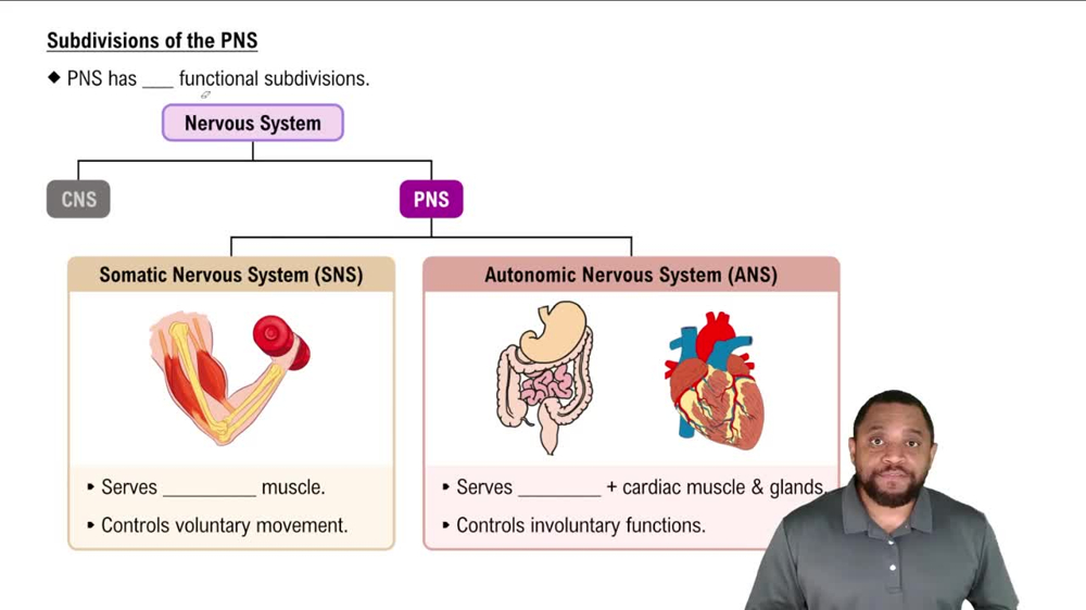 Subdivisions of the PNS Concept 2
