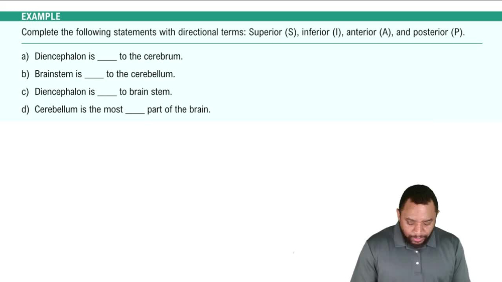 Major Regions of the Brain Example 2
