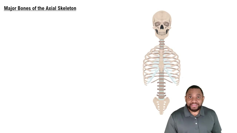 Major Bones of the Axial Skeleton Concept 2