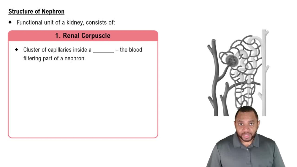 Structure of Nephron Concept 4