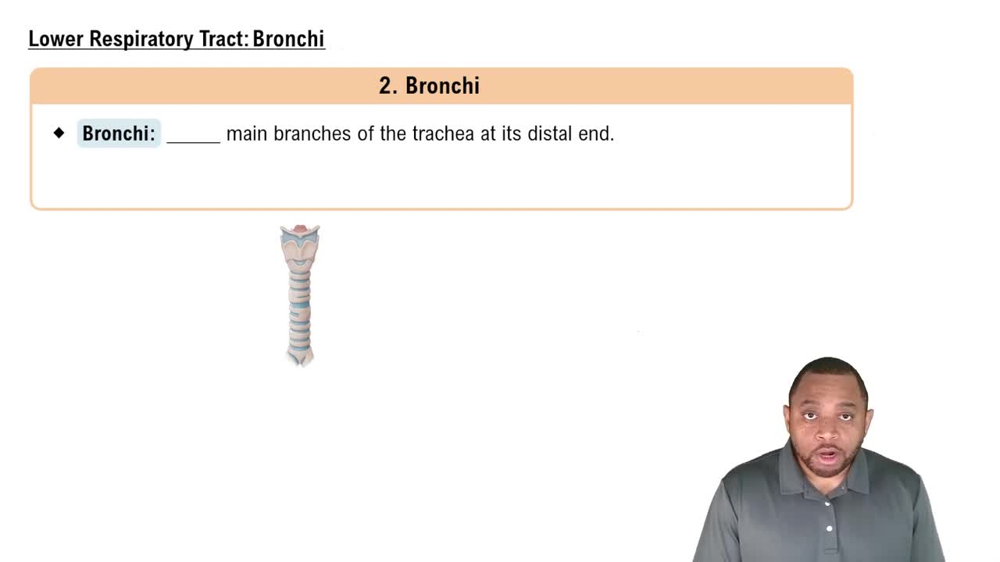 Lower Respiratory Tract: Bronchi Concept 7