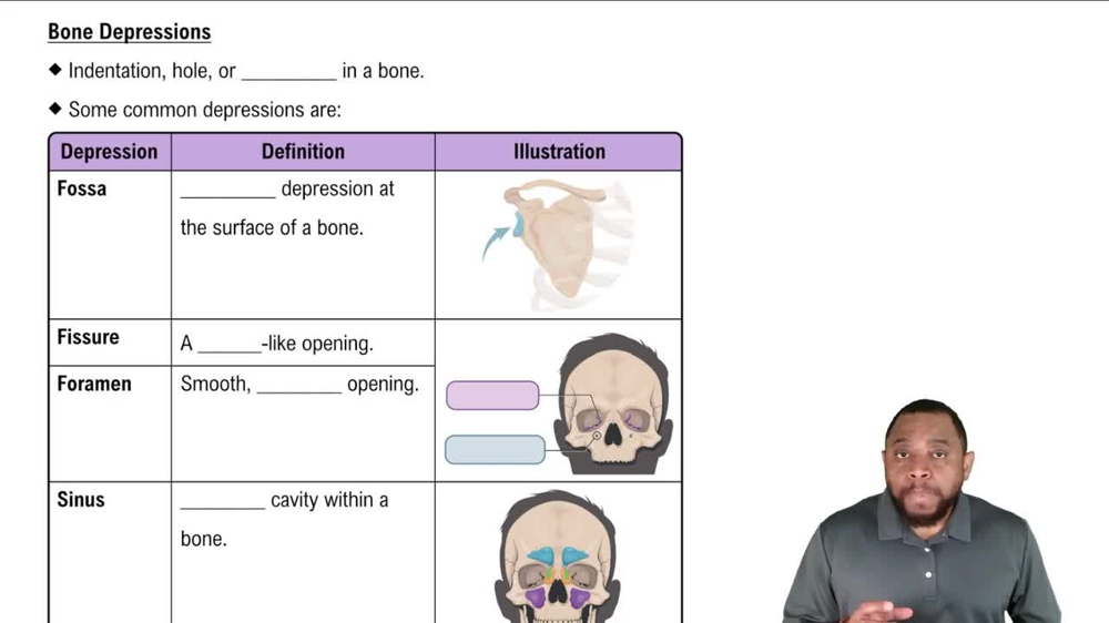 Bone Depressions Concept 3