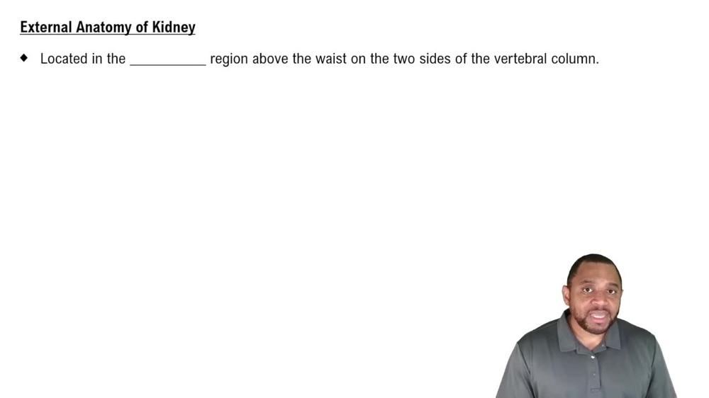 External Anatomy of Kidney Concept 2