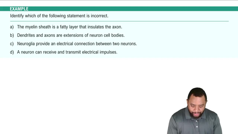 Nervous Tissue Example 2