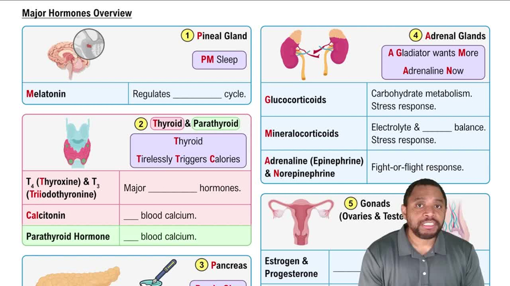 Major Hormones Overview Concept 3