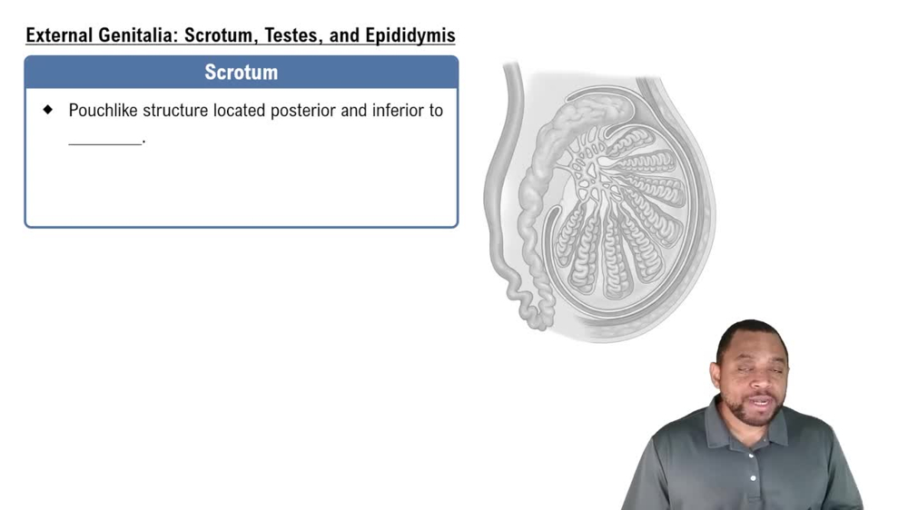 External Genitalia: Scrotum, Testes, and Epididymis  Concept 3