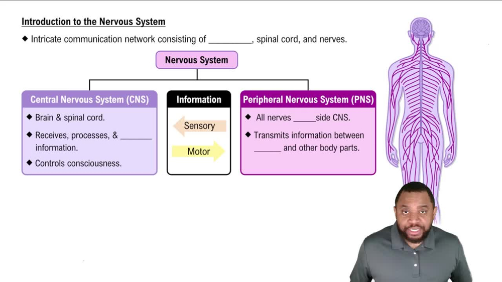 Introduction to the Nervous System Concept 1