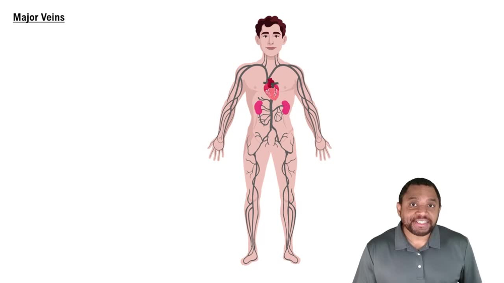 Major Veins Concept 2