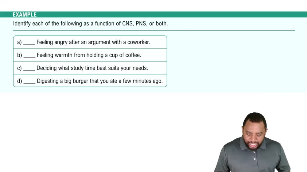 Introduction to the Nervous System Example 1