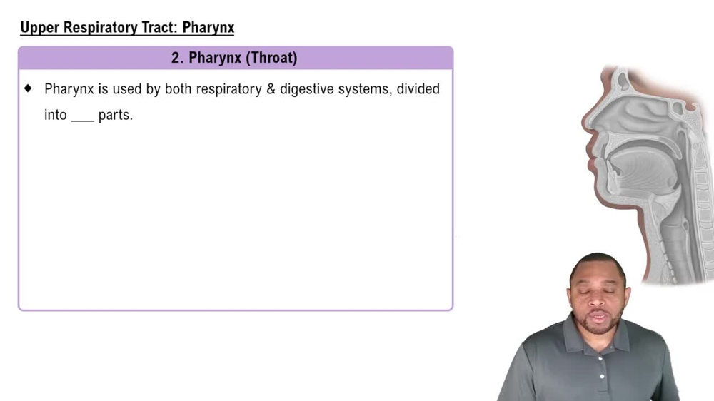 Upper Respiratory Tract: Pharynx Concept 4