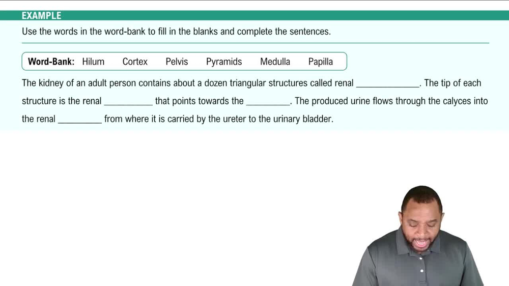 Internal Anatomy of Kidney Example 2