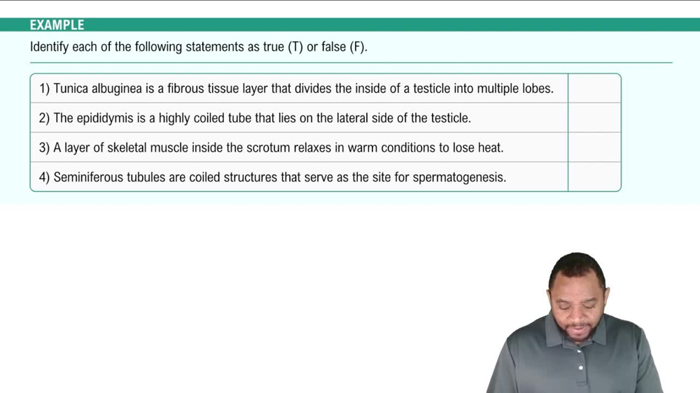 External Genitalia: Scrotum, Testes, and Epididymis Example 3