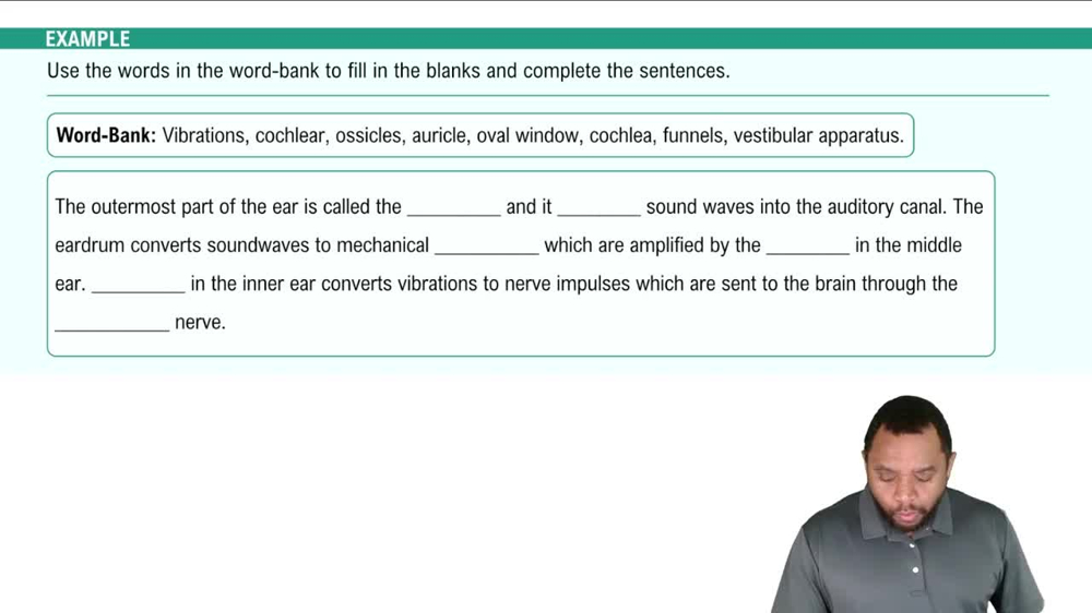 Structure of the Ear Example 2