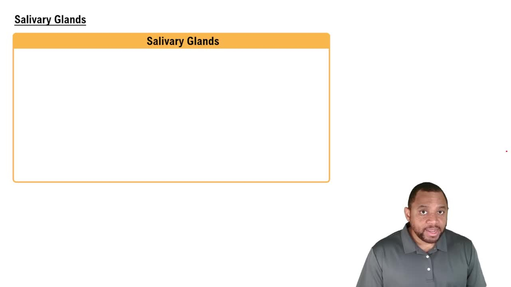 Salivary Glands Concept 6