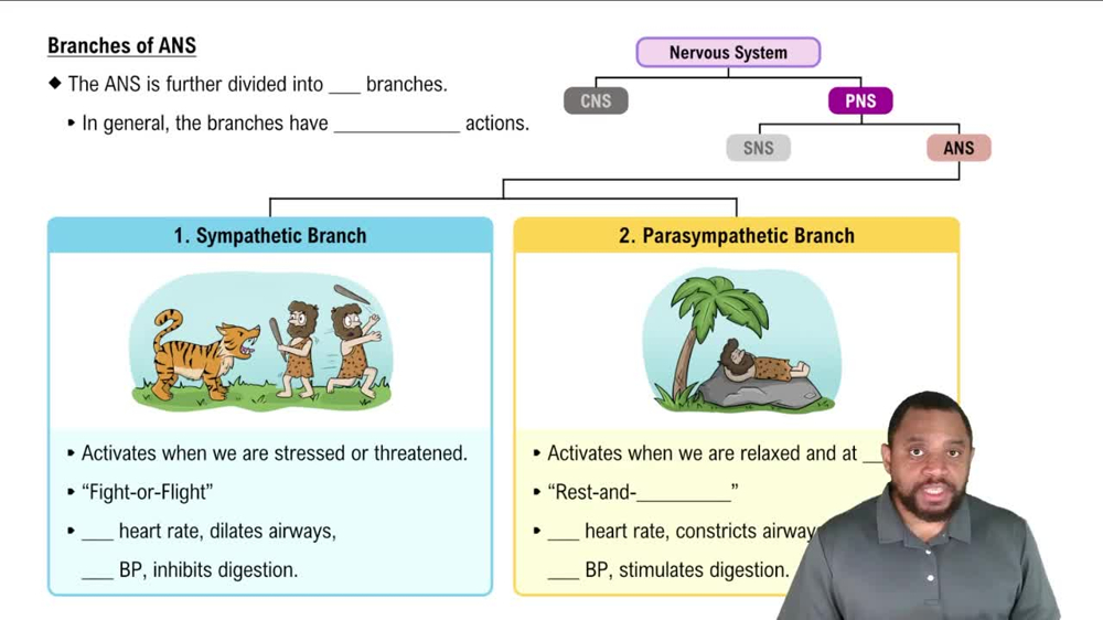 Branches of ANS Concept 3