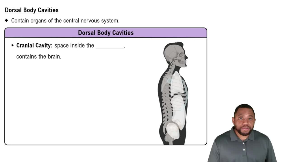 Dorsal Body Cavities Concept 3
