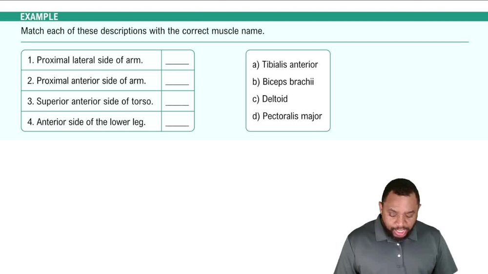 Major Skeletal Muscles: Anterior View Example 3