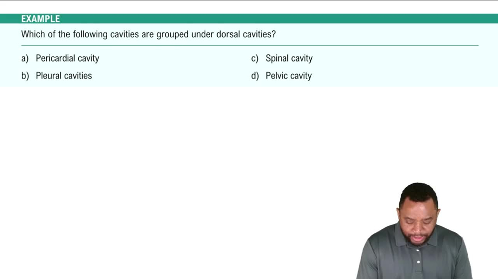 Dorsal Body Cavities Example 2
