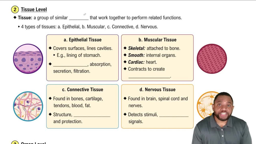 Tissue Level Concept 3