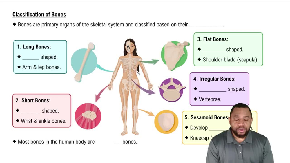 Classification of Bones Concept 2
