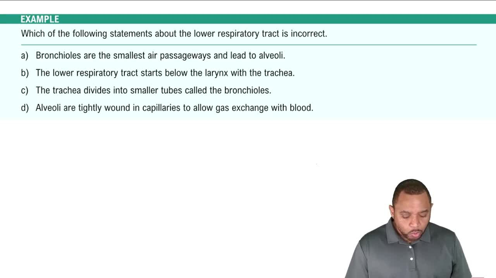 Lower Respiratory Tract: Bronchi Example 6