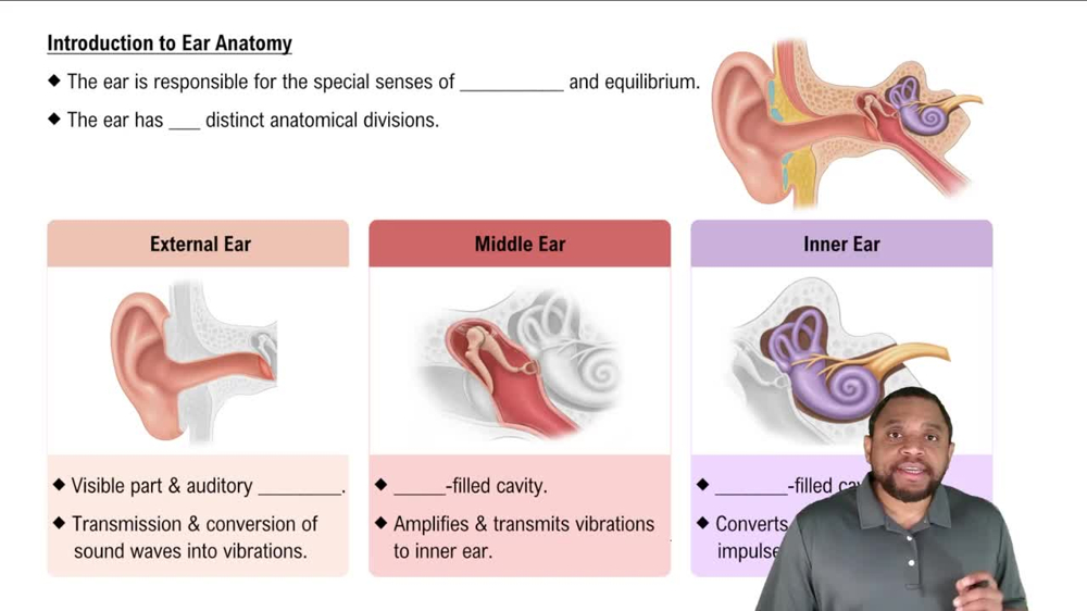 Introduction to Ear Anatomy Concept 1