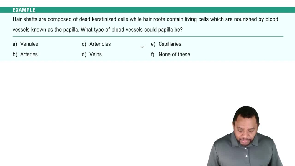 Blood Vessels Example 3