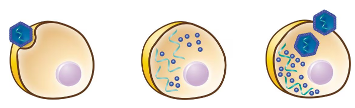Diagram showing attachment, entry with uncoating, biosynthesis, and maturation stages of a positive-strand RNA virus in a host cell.