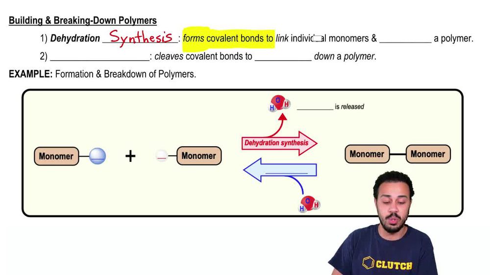 Building & Breaking-Down Polymers