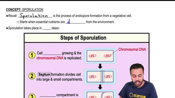 Sporulation